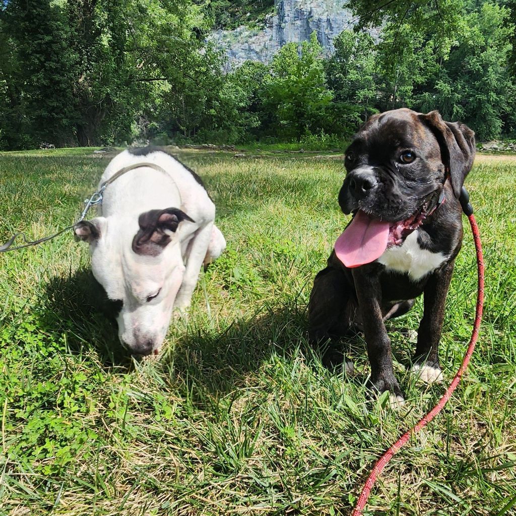 Dogs sitting in grass